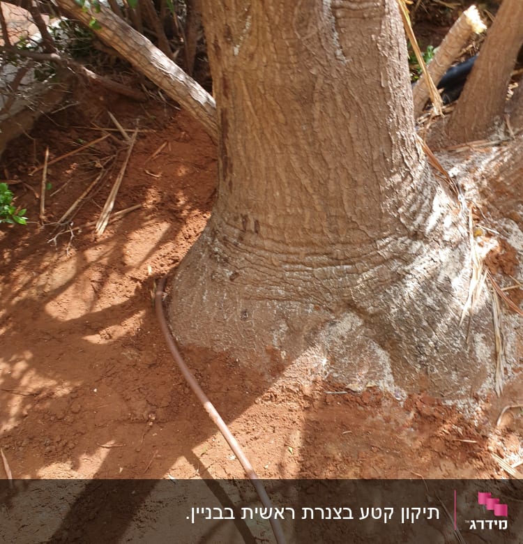 צינור מים דק מונח על אדמה ליד עץ